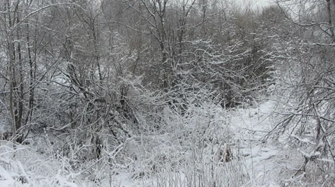 Snowfall Vídeo Stock 34364539