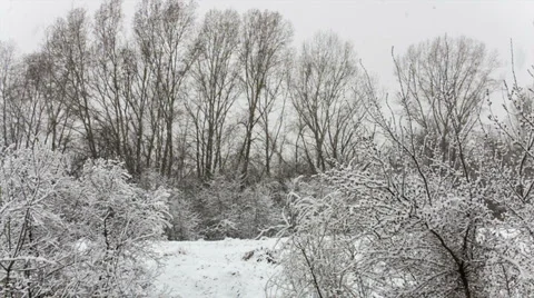 Snowfall Stock Footage 37187387