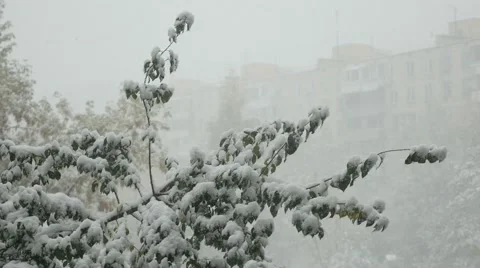 Snowfall Stock Footage 55668307