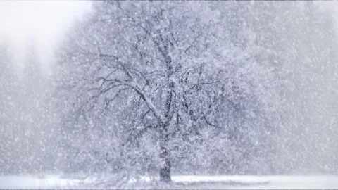 Snowfall Stock Footage 76227059