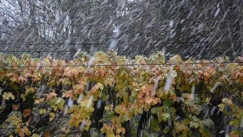 Snowfall Stock Footage 83080727