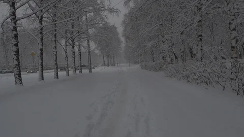 Snowfall Stock Footage 88894621