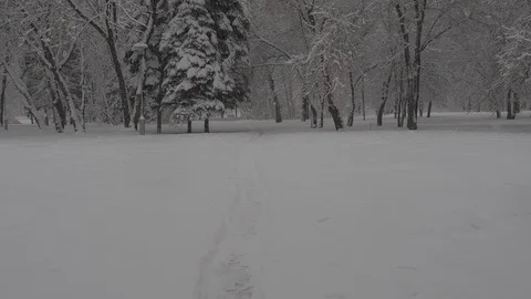 Snowfall Stock Footage 88894652