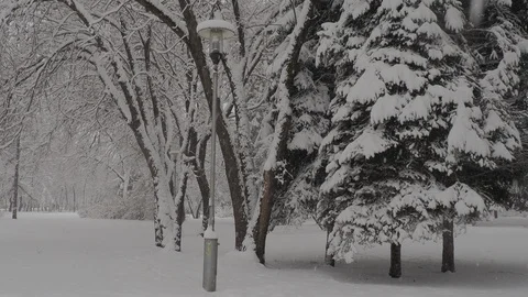 Snowfall Stock Footage 88894661