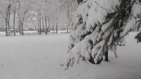 Snowfall Stock Footage 88894697