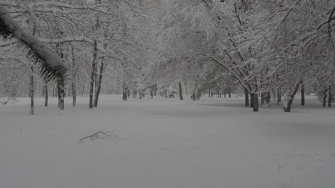 Snowfall Stock Footage 88894729