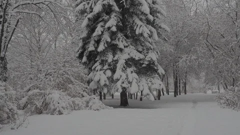 Snowfall Stock Footage 88894776