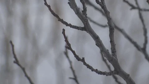 Snowfall Video stock 93311386