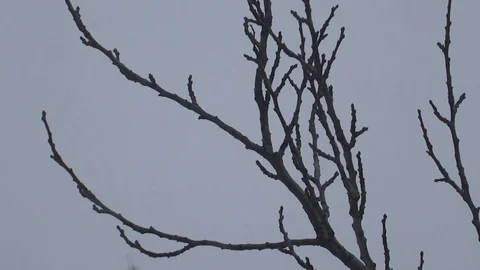 Snowfall Video stock 93744552