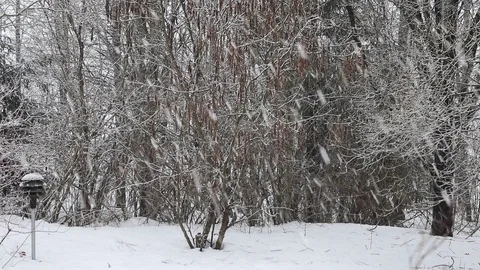 Snowfall Stock Footage 108648933