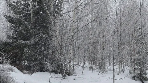 Snowfall Stock Footage 108648989