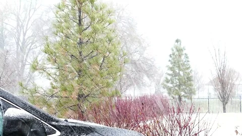 Snowfall Stock Footage 123453239