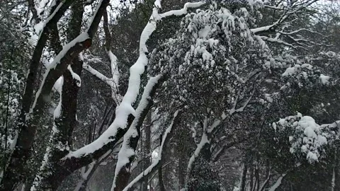 Snowfall Stock Footage 145280264