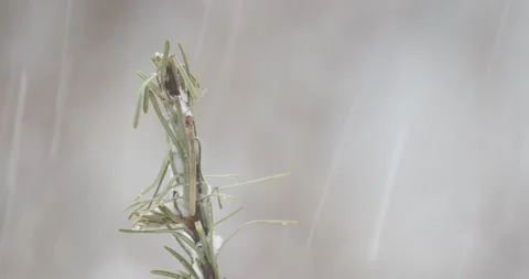 Snowfall Stock Footage 148452188