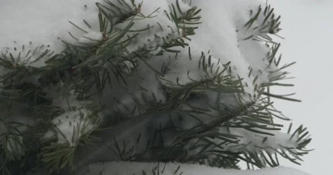 Snowfall Stock Footage 148452196