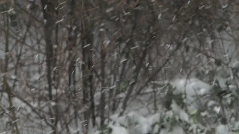 Snowfall Stock Footage 148452197