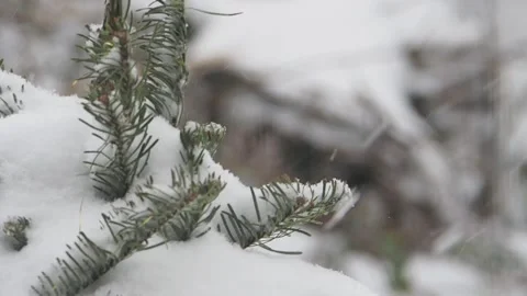Snowfall Stock Footage 148452198