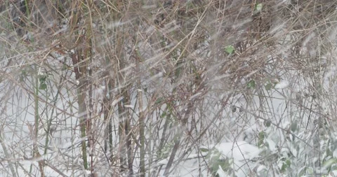Snowfall Stock Footage 148452202