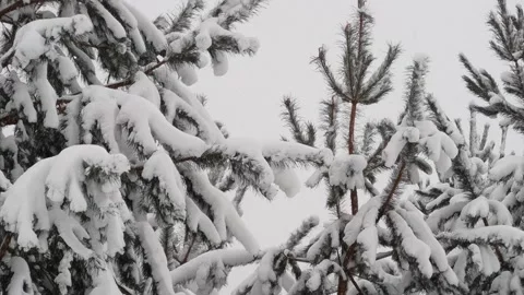 Snowfall. Stock Footage 257652529