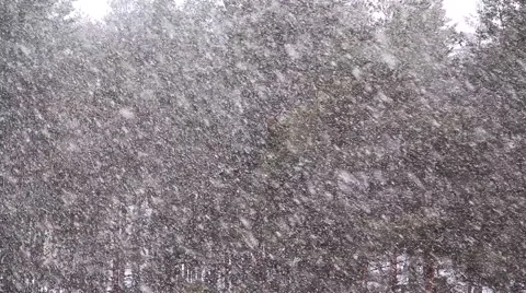 Snowfall in forest 2 Stock Footage 47431717