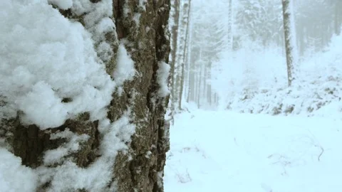 Snowfall in forest - 5k red epic footage Stock Footage 83436999