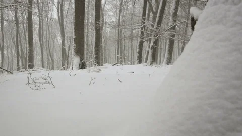Snowfall in forest - 5k red epic footage Stock Footage 83438821