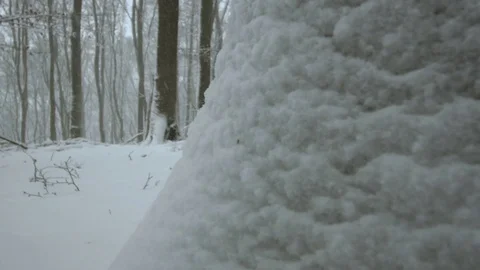 Snowfall in forest - 5k red epic footage Stock Footage 83439453