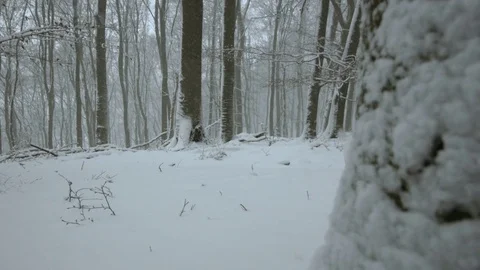 Snowfall in forest - 5k red epic footage Stock Footage 83439561