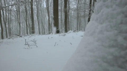 Snowfall in forest - 5k red epic footage Stock Footage 83440810