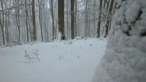 Snowfall in forest - 5k red epic footage Stock Footage 83440863