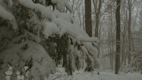 Snowfall in forest - 5k red epic footage Stock Footage 83443021