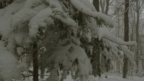 Snowfall in forest - 5k red epic footage Stock Footage 83443555