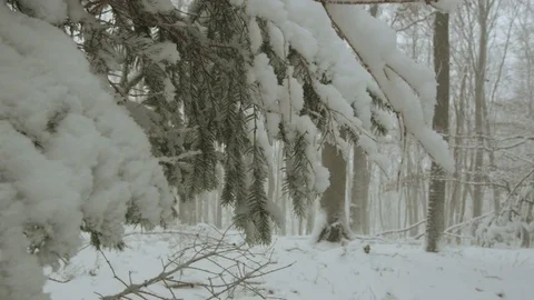 Snowfall in forest - 5k red epic footage Stock Footage 83445939