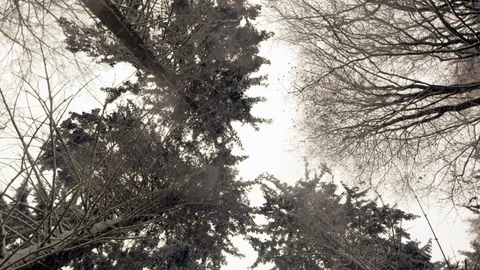 Snowfall in forest - 5k red epic footage Stock Footage 83457054