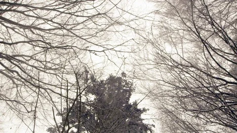 Snowfall in forest - 5k red epic footage Stock Footage 83457155