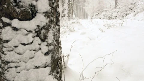 Snowfall in forest - 5k red epic footage Stock Footage 83458474