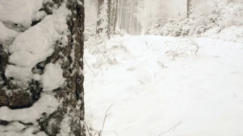 Snowfall in forest - 5k red epic footage Stock Footage 83458576