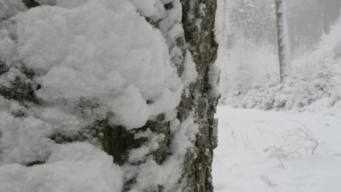 Snowfall in forest - 5k red epic footage Stock Footage 83473079