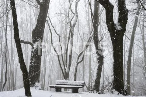 Snowfall in the forest and a wooden bench Stock Photos