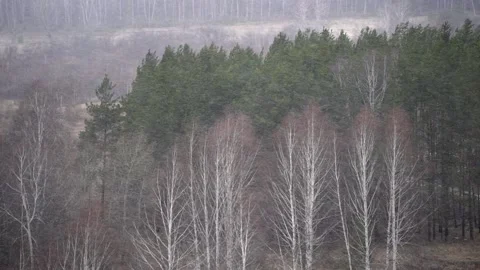 Snowfall on a forest background Stock Footage 131163439