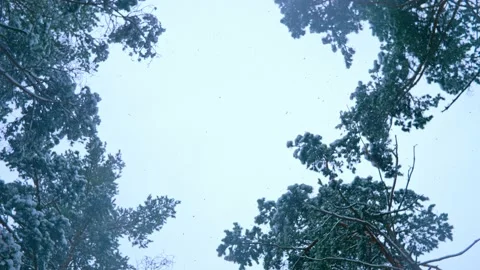 Snowfall forest background winter nature outdoor north sky Video stock 167794299