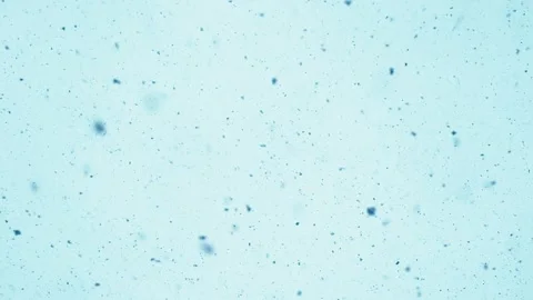 Snowfall forest background winter nature outdoor north sky Stock Footage 167794769