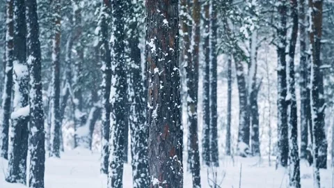 Snowfall forest background winter nature outdoor north sky Video stock 167794801