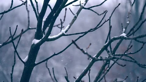 Snowfall forest background winter nature outdoor north sky Stock Footage 167794874