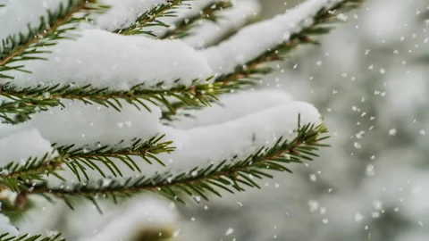 Snowfall in the forest, beautiful winter landscape, video loop, alpha channel Stock Footage 121022282