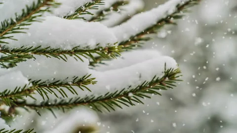 Snowfall in the forest, beautiful winter landscape, video loop Stock Footage 121022921