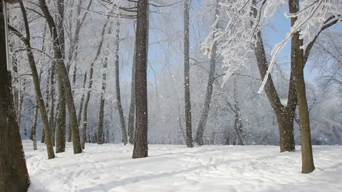 Snowfall in the forest. Blizzard in the winter park. Stock Footage 89617757