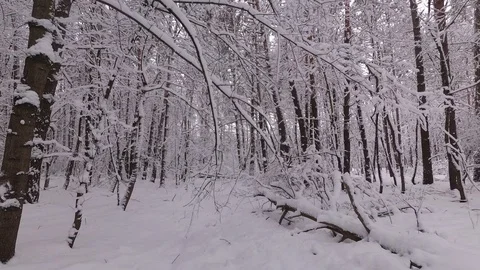 Snowfall in the Forest, Branches Covered with Snow Stock Footage 100969979
