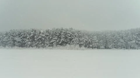 The snowfall in the forest. The charming view of the trees and meadow covered Stock Photos