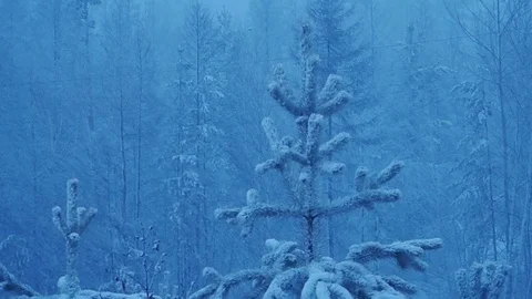Snowfall in the forest closeup Stock Footage 78536899